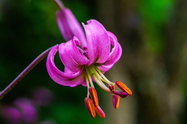 Detailed close up of a pink turks cap lily with vibrant orange pistils