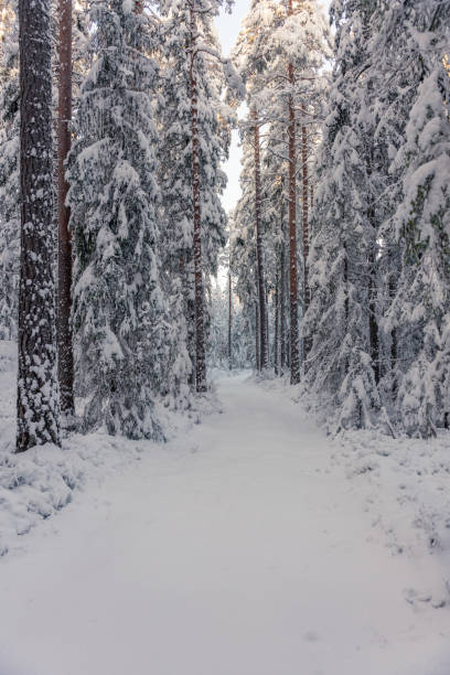 Path in a snow covered forest in Sweden,  with thick layer of snow on the branches and the forest floor and sunlight from a blue sky