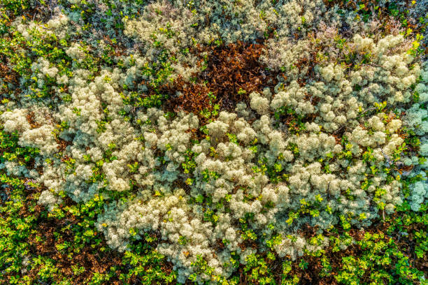 istock Background from moss and sprigs growing on the forest floor 2153053823