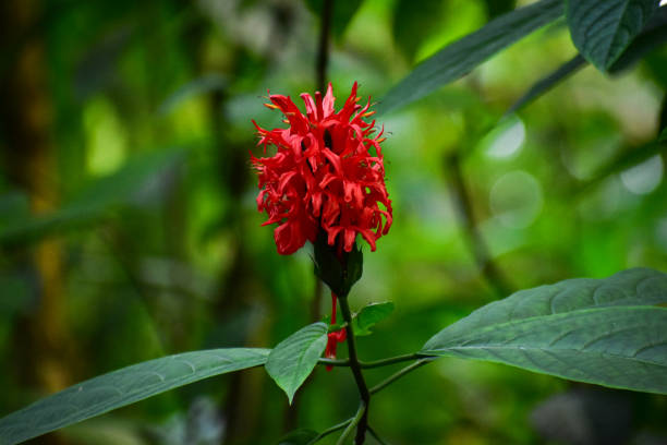 Close-up photo of red yatropa flowers in bloom