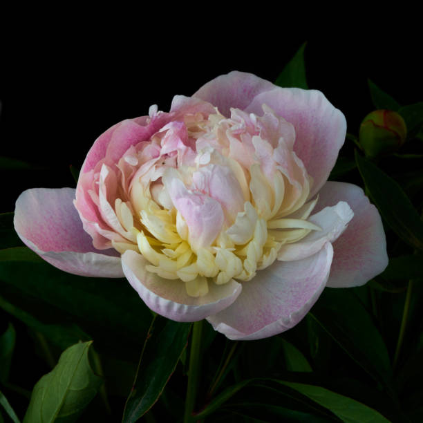istock peony flower stands in a vase 2153054173