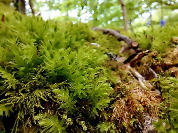 istock Sphagnum Moss close up at Hodgemoor Woods 2153054461