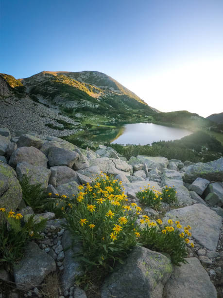 Gorgeous yellow mountain flowers during a spectacular summer sunrise in Pirin national park, Bulgaria.