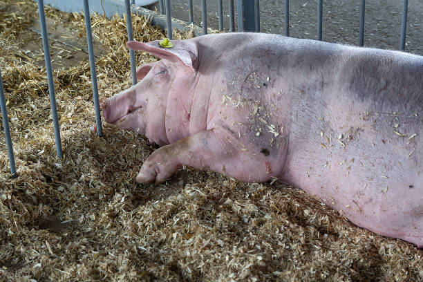 istock Well-fed pig sleeps on a farm 2153055730