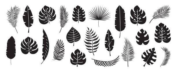 ikon daun palem, tanaman tropis, pohon pisang, daun hutan, pakis eksotis. kartun dedaunan musim panas, set botani, siluet hitam sederhana. ilustrasi vektor hawaii - frond foto ilustrasi stok