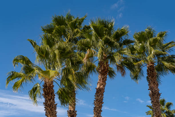 istock blue sky tropical tall African Sabal fan palms with clouds, concept transcendence, natural beauty tropics and subtropics, infinity tropical background, banner for travel agencies, hotels, airlines 2153056345