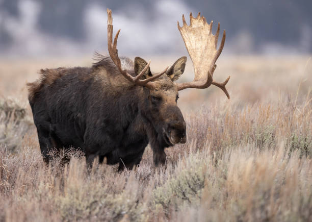 istock Moose in Grand Teton National Park 2153057612