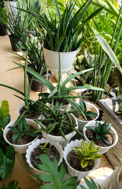 istock Various type of sansevieria houseplant. 2153057945