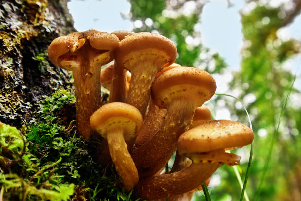 istock A bunch of honey mushrooms on a tree trunk close-up 2153057981