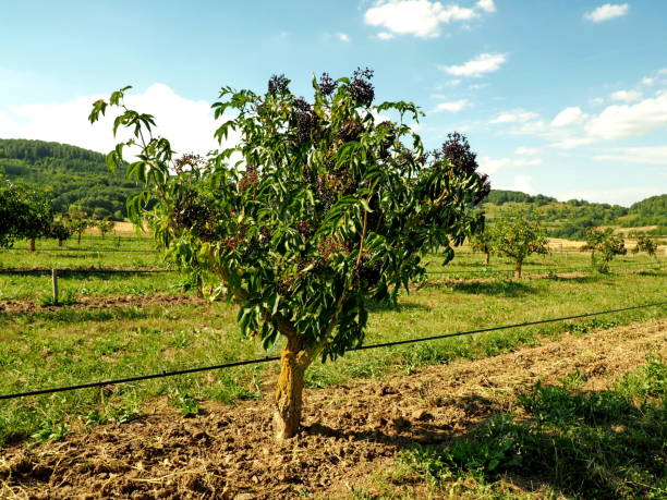 istock Elderberry Bush on a Elderberry Farm 2153058209
