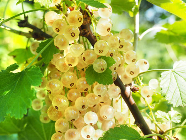 istock Ripe white Currants on a Currant Bush in Summertime 2153058222