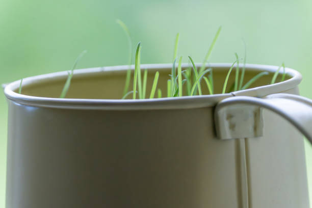 Seedlings in a metal flower pot on a kitchen window sill.
