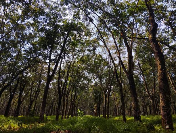 istock row of rubber trees with wild grass 2153059847
