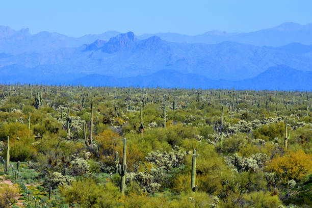 istock Central Sonora Desert Arizona 2153060134
