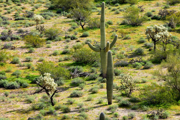 istock Central Sonora Desert Arizona 2153060398