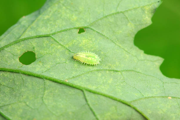 istock Hispidae family insect crawl on plants, North China 2153060594