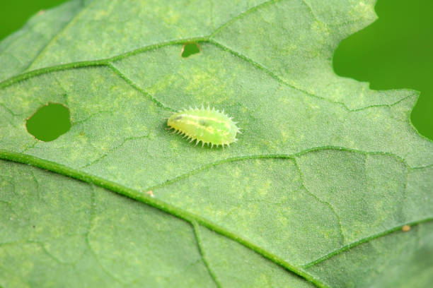 istock Hispidae family insect crawl on plants, North China 2153060712