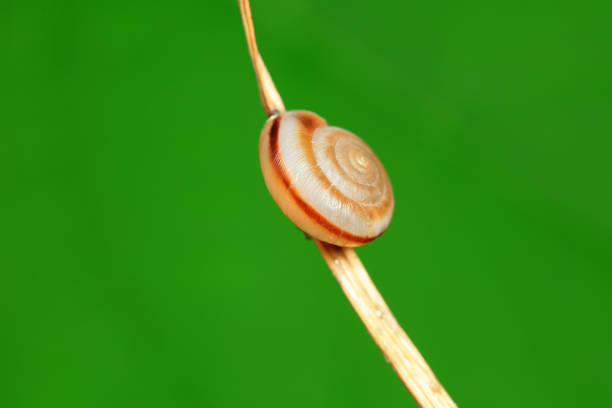 Snails on wild plants, North China