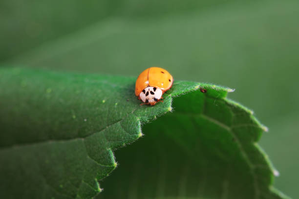 Ladybugs on Lush Leafy Greens Growing Hydroponically on a Tower Garden at Home in South Florida in the Spring of 2025, Combating Inflation by Growing Food at Home