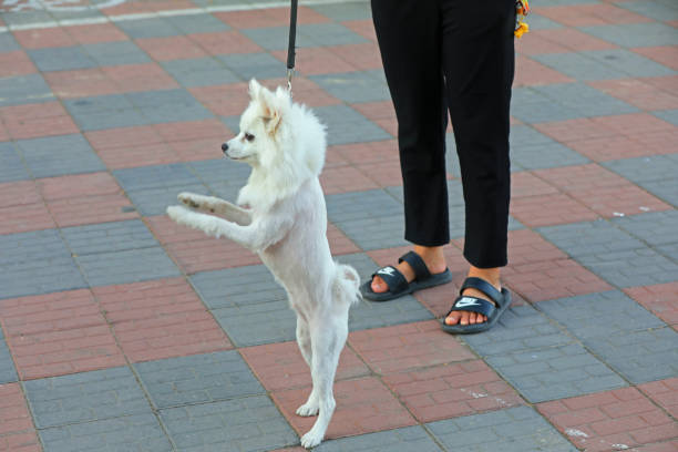 istock Silver fox dog outdoors, Close up picture 2153061059