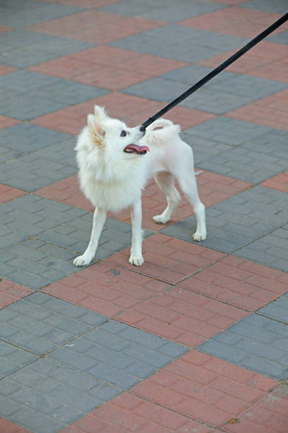 Silver fox dog outdoors, Close up picture