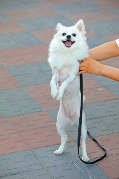 istock Silver fox dog outdoors, Close up picture 2153061127