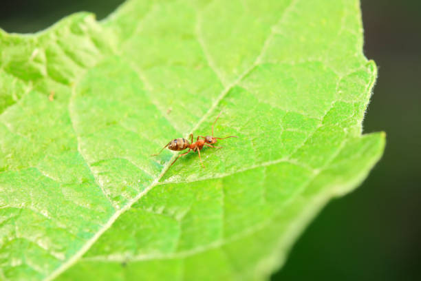 Ants in the wild, North China
