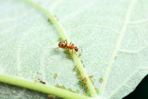 istock Ants in the wild, North China 2153061601