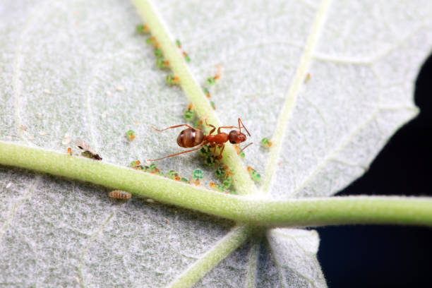 istock Ants in the wild, North China 2153061651