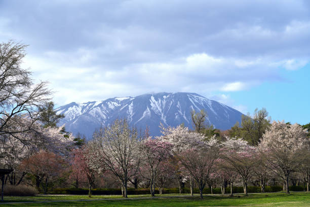 istock Mount Iwate in spring with beautiful cherry blossoms blooming in Iwate Prefecture Japan 2153062267