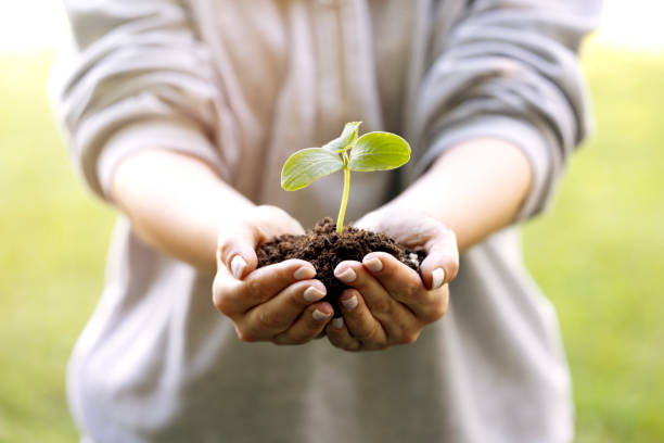 istock Hand holding sprout for growing nature 2153063207