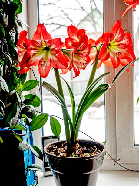 istock A beautiful amaryllis flower bloomed in a pot on the windowsill 2153063260