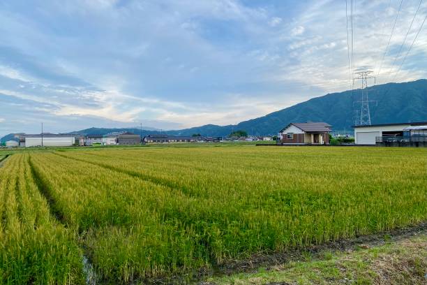 istock Rice fields in Japanese countryside. 2153063650