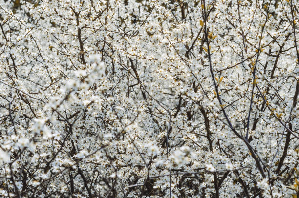 Tiny white flowers on wild thick twigs without leaves with blurred background. Spring screensaver