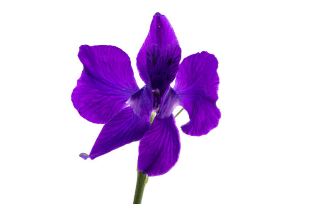 istock larkspur flower isolated 2153065114