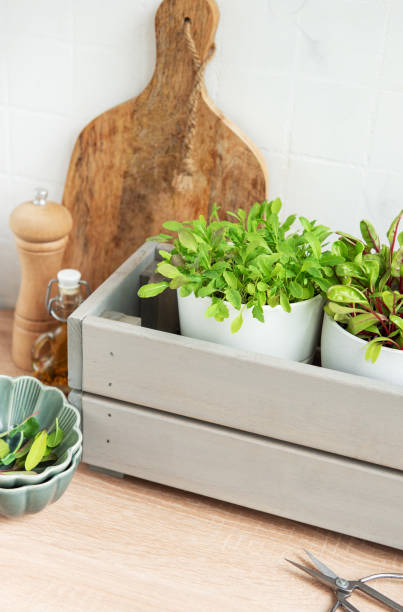 istock Fresh Herbs Grown in White Pots Inside a Gray Wooden Box in a Kitchen Setting 2153065215