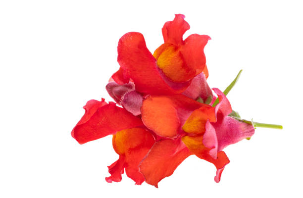 Snapdragon flower isolated on white background