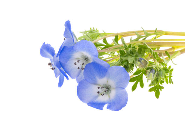 istock Nemophila flowers isolated 2153067713