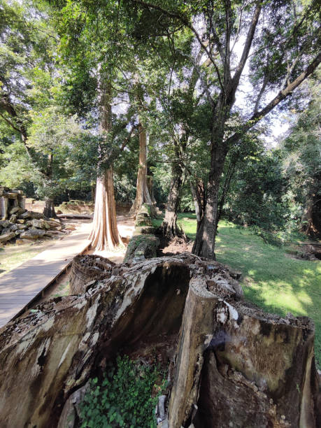 istock Giant trees at Ta Prohm temple, Angkor, Cambodia 2153067854