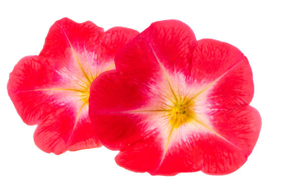 istock red petunia flower isolated 2153068038