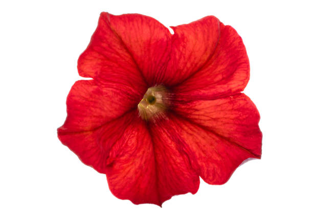 red petunia flower isolated on white background