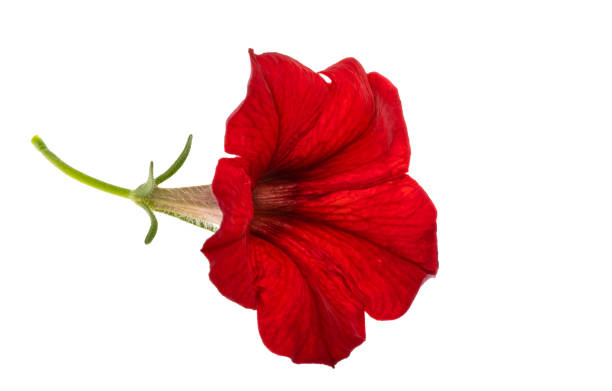 istock red petunia flower isolated 2153068089