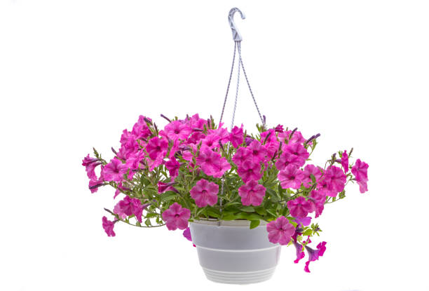istock Petunia flower isolated 2153068316