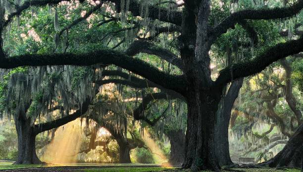 istock Sunrays through foggy oaks 2153068801