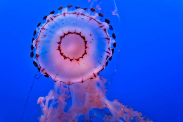 Purple striped jelly fish on blue background