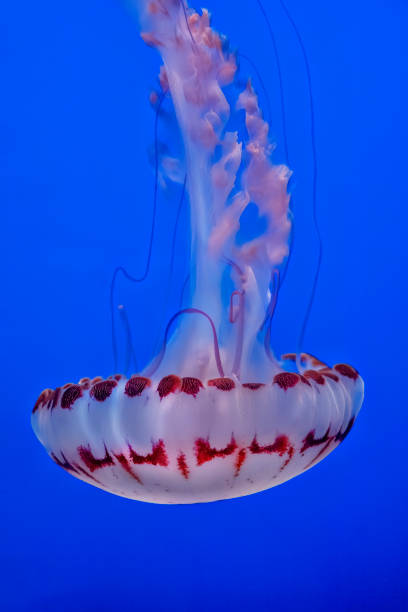 istock Purple striped jelly fish on blue background 2153069620