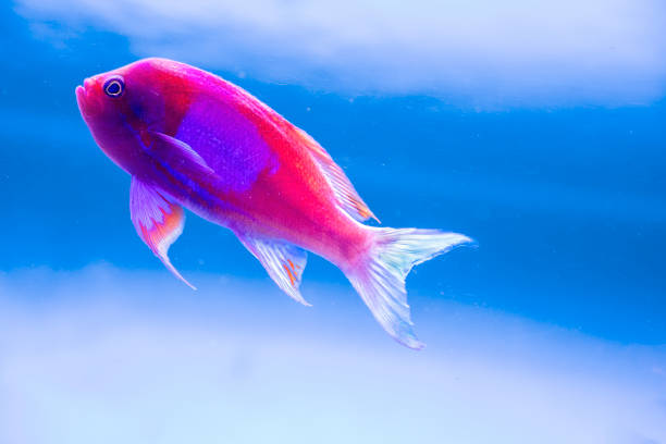 Squarespot Anthias (Pseudanthias pleurotaenia), male, profile Squarespot, or Square Back Anthias, also known as Square-Spot Fairy Basslet, (Pseudanthias pleurotaenia).