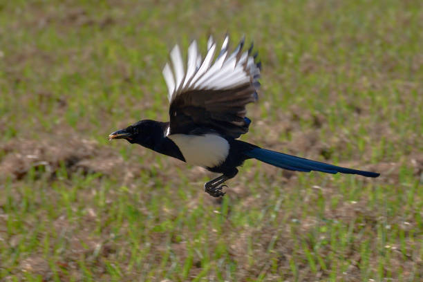 istock A magpie begins its flight with a small insect in its mouth 2153076257