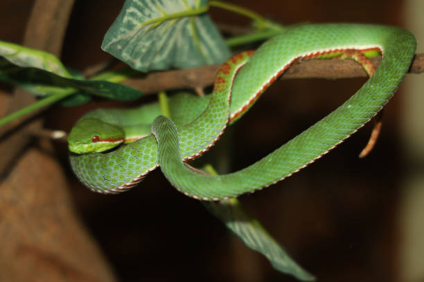 istock The pope green pit viper snake in forest 2153078243