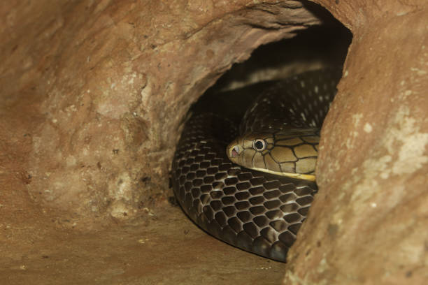 istock Close up head big king cobra snake in cave at thailand 2153078255